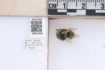 Media type: image;   Entomology 812356 Description: Specimen documentation photo of labelsfrom specimen MCZ:Ent:812356, captured on2025-04-17;  Aspect: labels